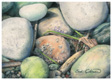 Tideline